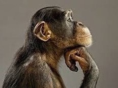 Mono Pensando