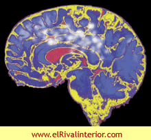 Efectos de la Presión Psicológica en el Funcionamiento Cerebral 